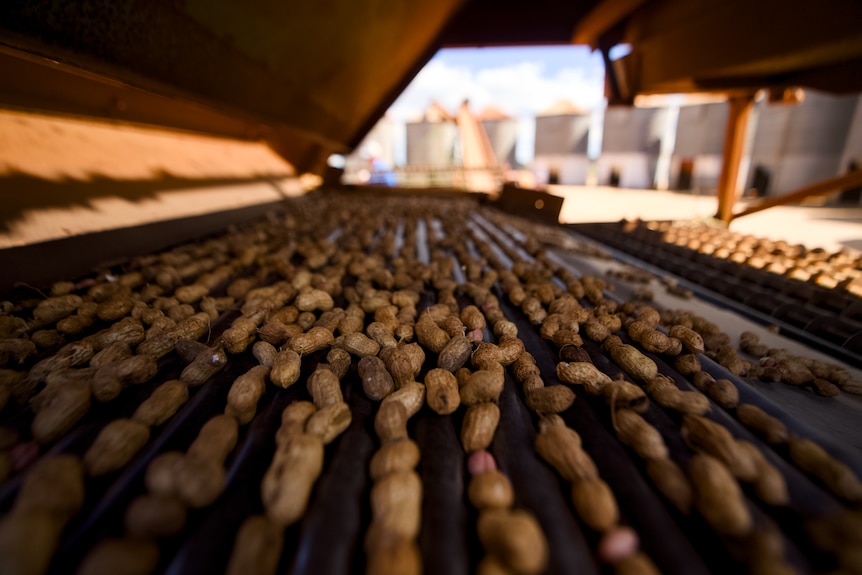 Peanuts on belt to be pressed.