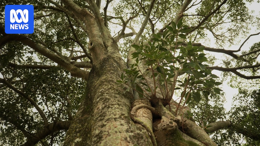 Experts warn the polyphagous shot-hole borer could wreak havoc on Brisbane's parks if it reaches the east coast