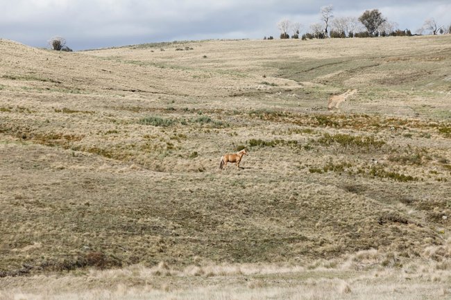 Anyone interesting in rehoming brumbies are urged to contact the NPWS Wild Horse Team.