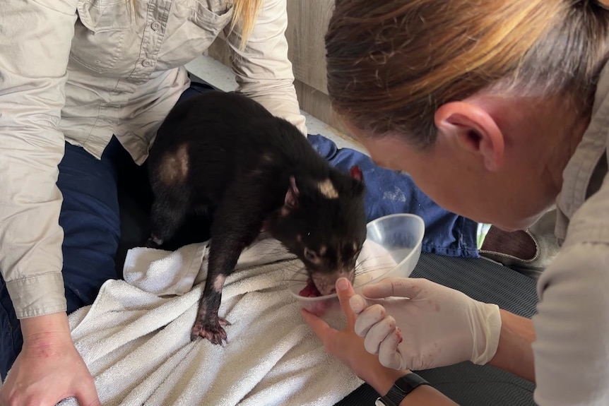 A Tasmanian devil eats out of a bowl held by a wildlife park staff member.