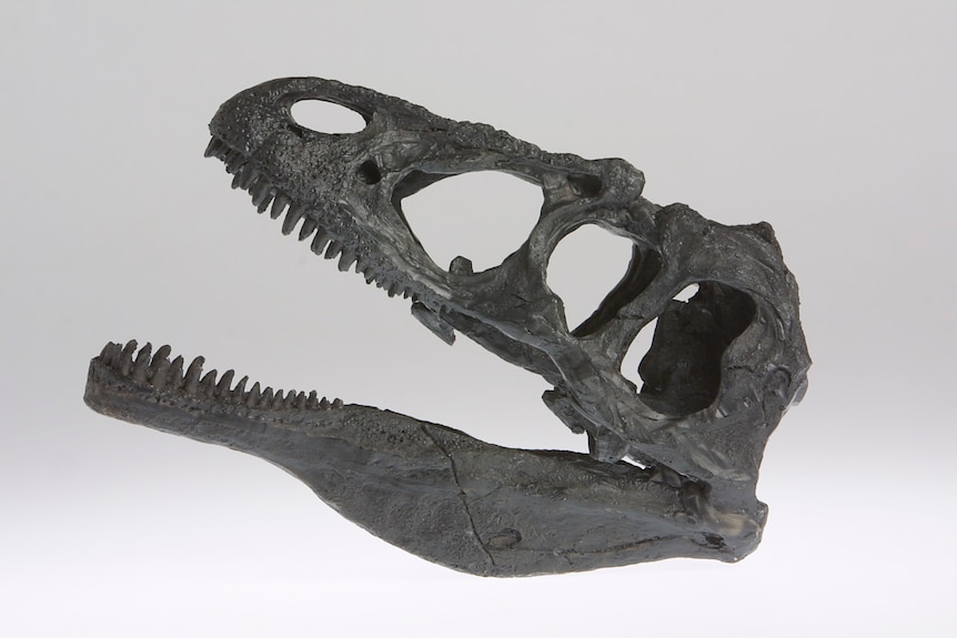 An Allosaurus skull cast on a white background.