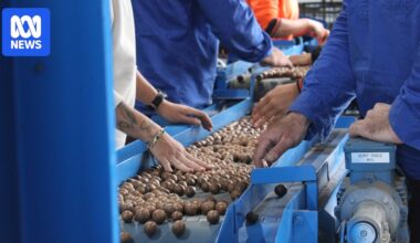Australia's macadamia production area more than doubles as orchards expand up east coast