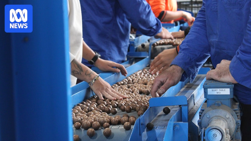Australia's macadamia production area more than doubles as orchards expand up east coast