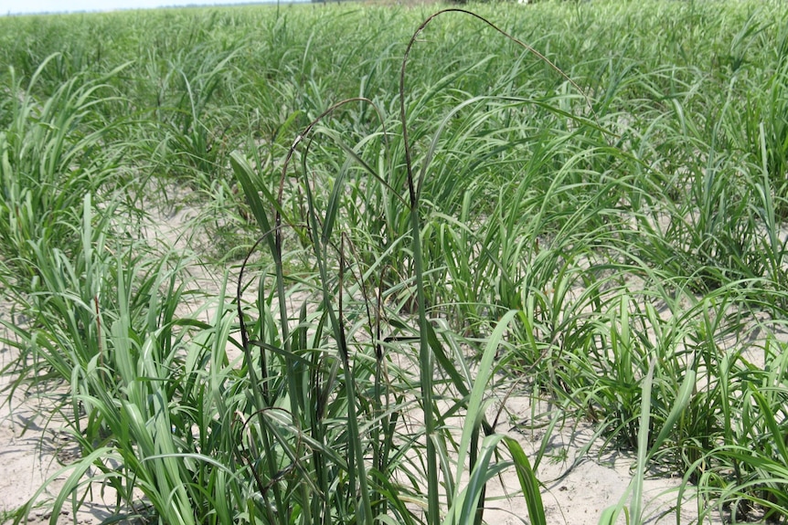 Young green sugarcane plants in the field.