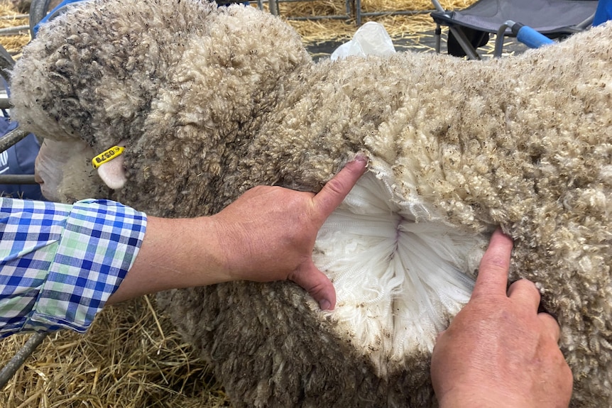 A man's hands splitting open the wool on a Merino ewe to show the quality of the wool