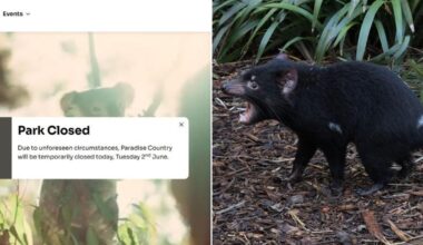 Paradise Country closed after newly added Tasmanian devil ‘Mary’ vanishes at Gold Coast theme park