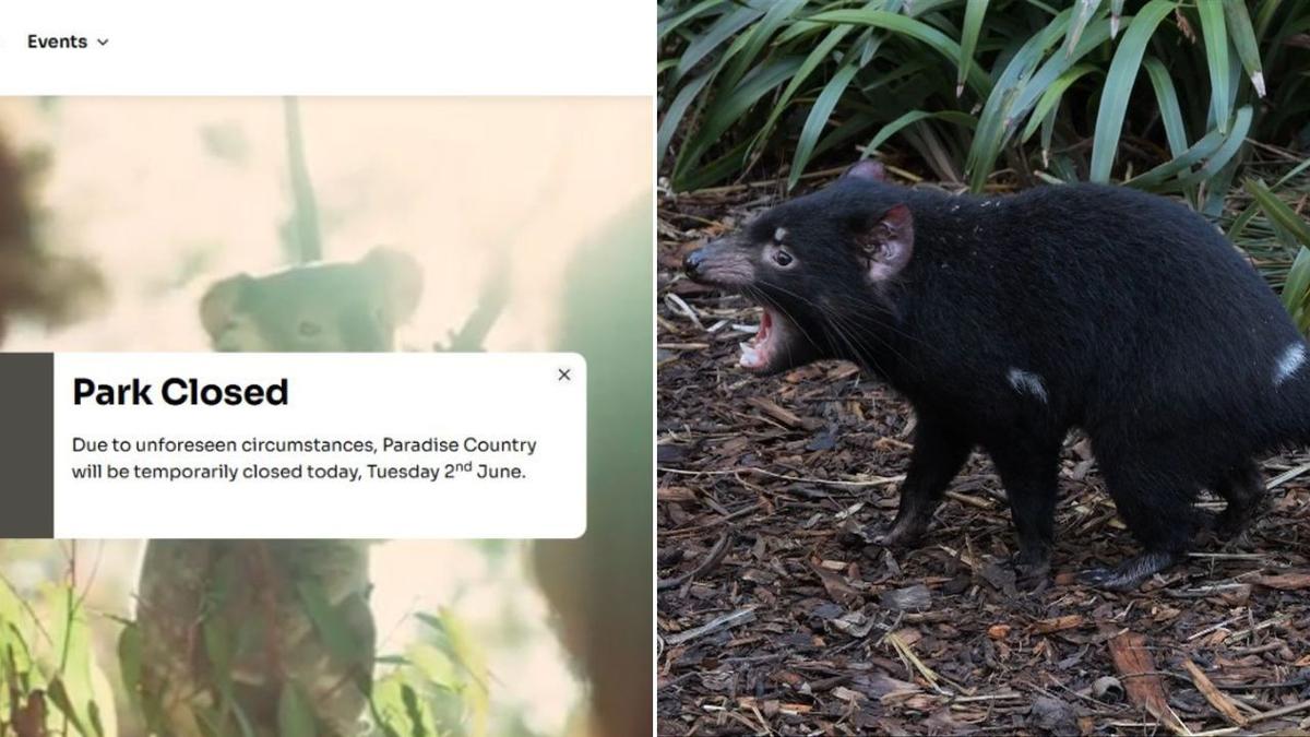 Paradise Country closed after newly added Tasmanian devil ‘Mary’ vanishes at Gold Coast theme park