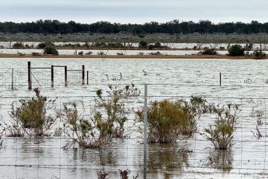 Water covering a flooded paddock to look like a lake, with fences through the water