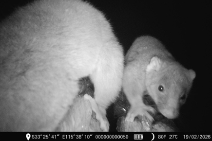 A night vision image of two ringtail possums crawling across a rope bridge toward the camera.