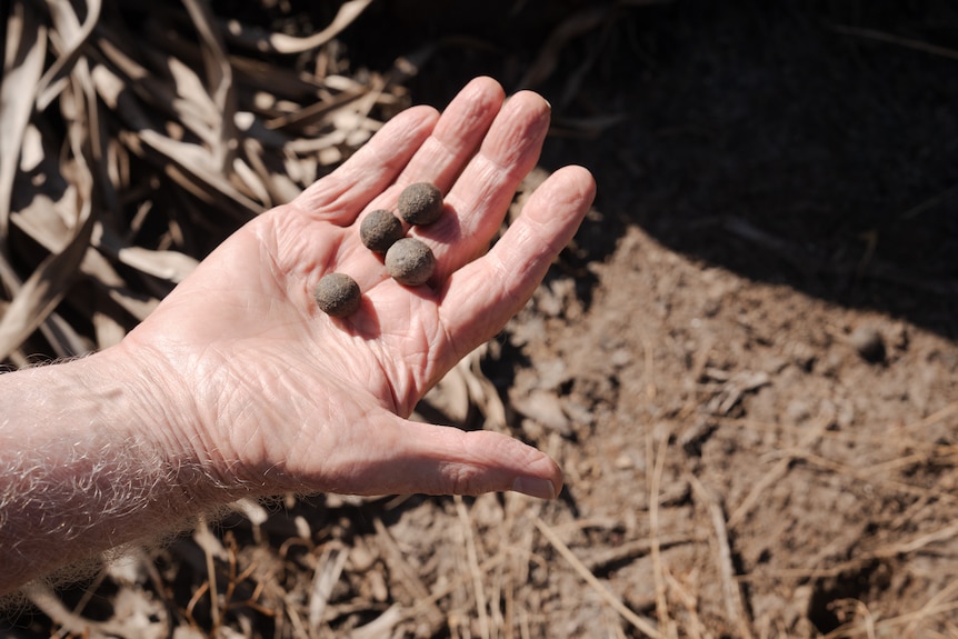 A man's open palm holds the four small brown spheres he has picked up from the ground.