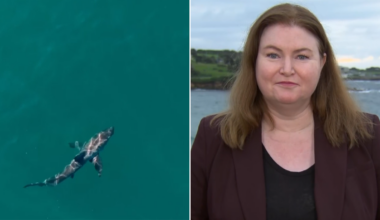 Government refuses to rule out shark cull amid calls for drone patrols after Coogee attack