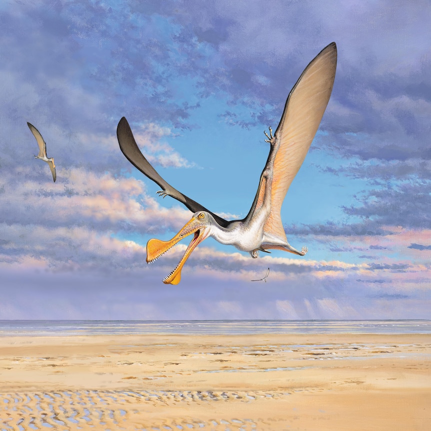 Artist's impression of a flying, feathered dinosaur over sand.