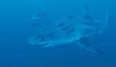 Great white shark in the Mediterranean: Divers capture rare footage of predator near Sicily