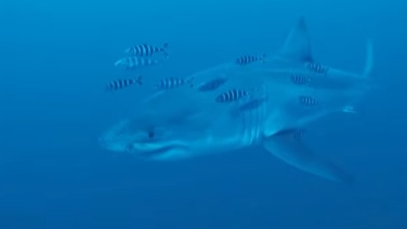 Great white shark in the Mediterranean: Divers capture rare footage of predator near Sicily