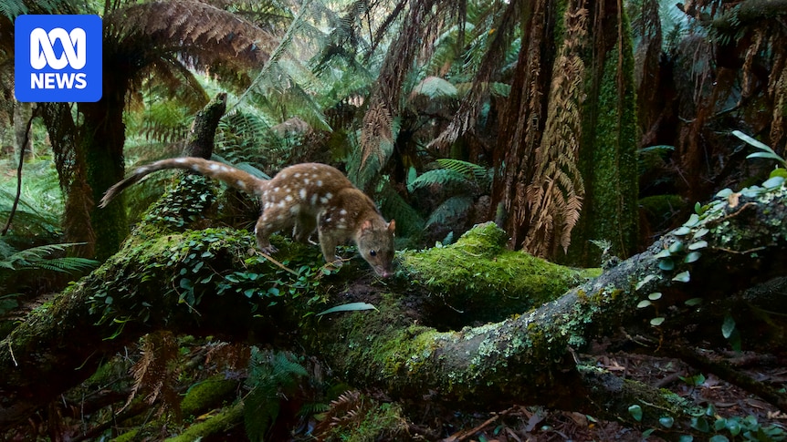 Push to create 1.2-million-hectare Great Southern Forest across NSW South Coast