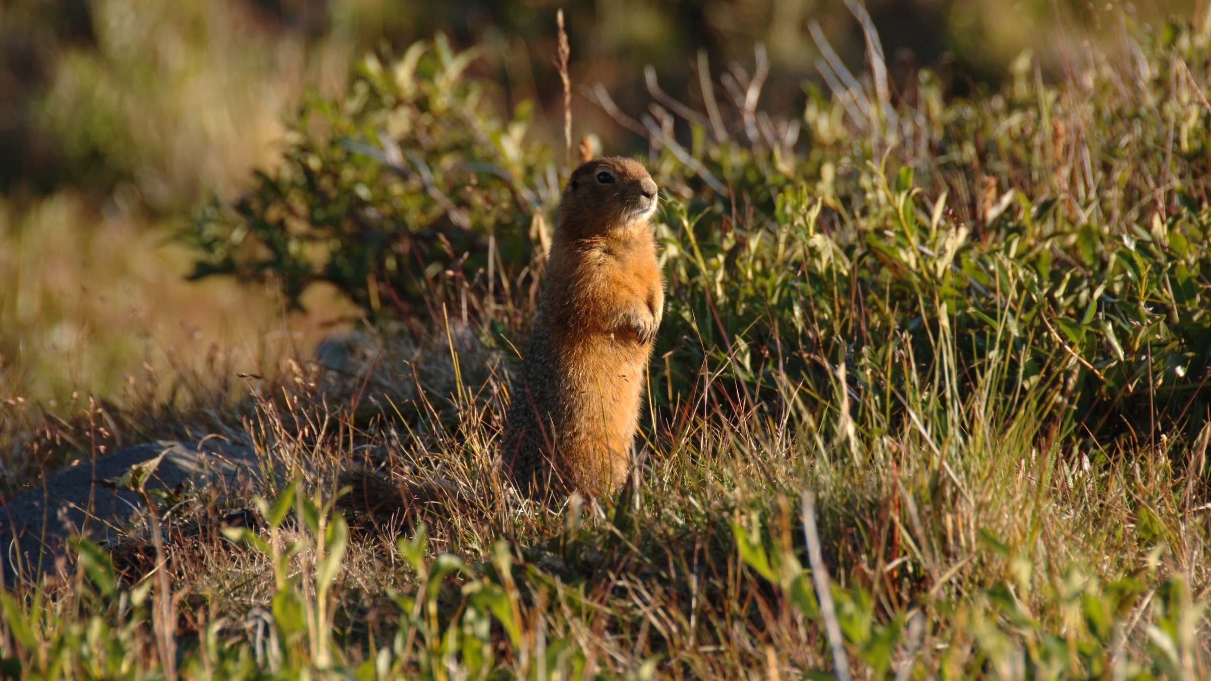 An Arctic ground squirrel stands on its hind legs in a field of grass and scrub.