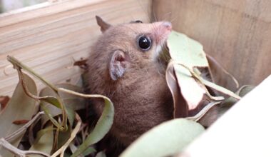 Tiny Nest Box Change Could Help Rare Ki Pygmy-Possums After Bushfires