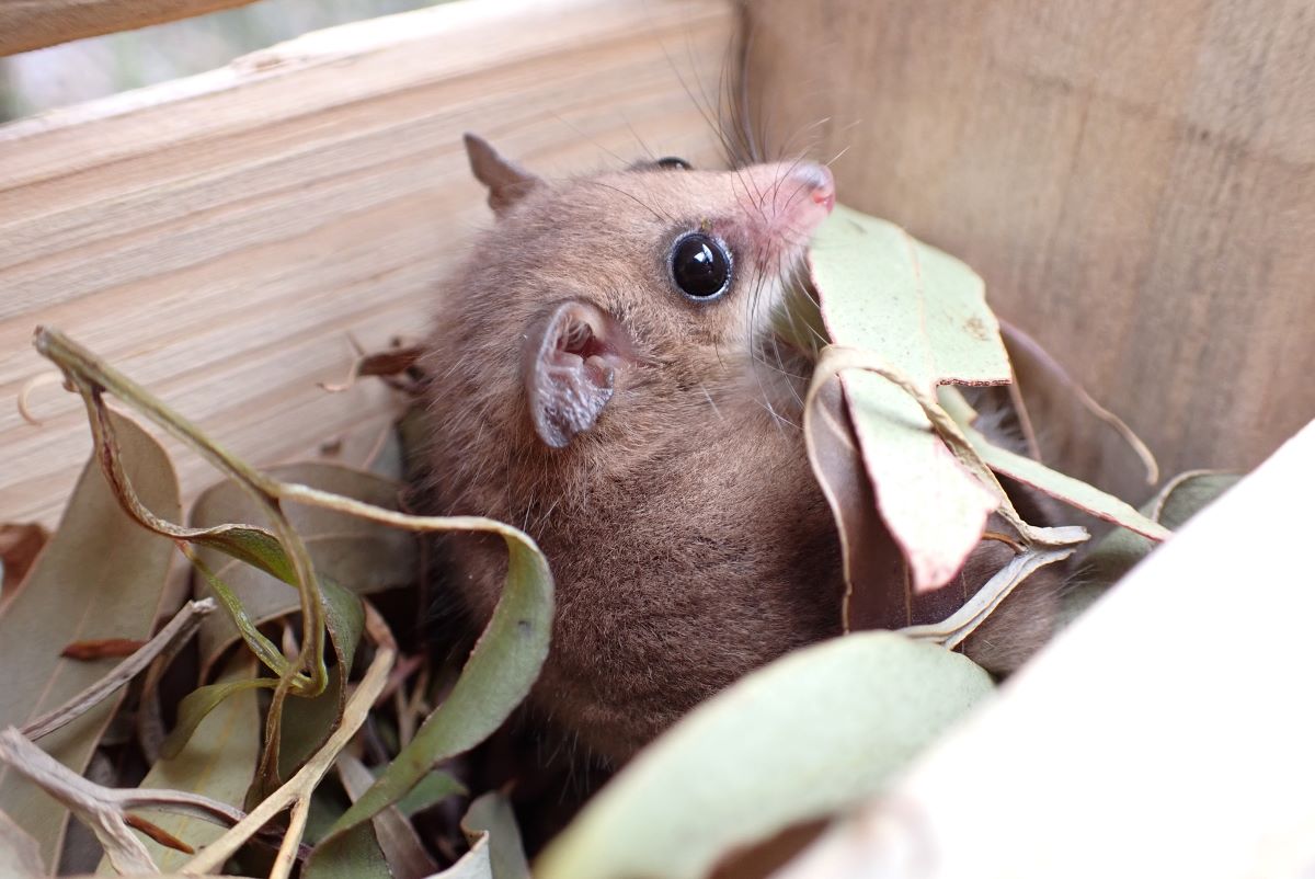 Tiny Nest Box Change Could Help Rare Ki Pygmy-Possums After Bushfires