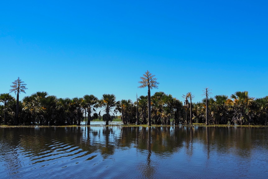 Tall palm trees growing in remote NT wetlands.