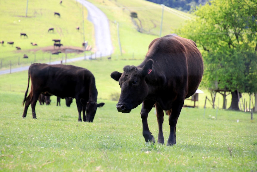 Two beef cattle