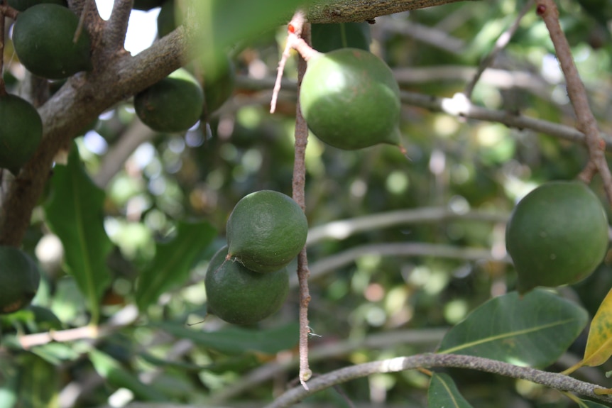 A close up of green macadamias on the tree.