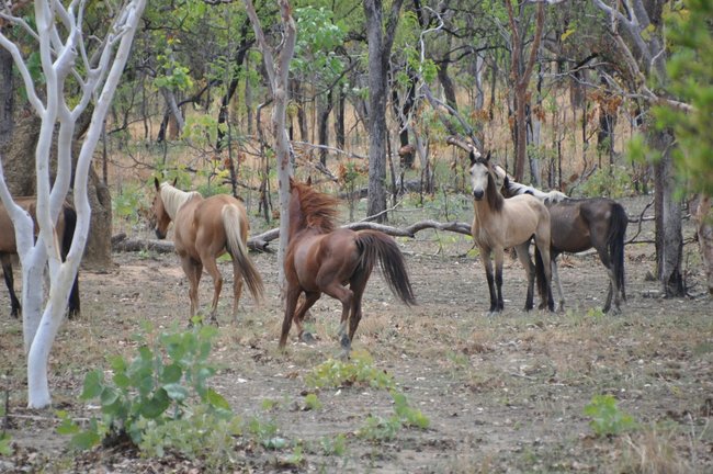 Bonrook Station in the Northern Territory has a large population of brumbies.