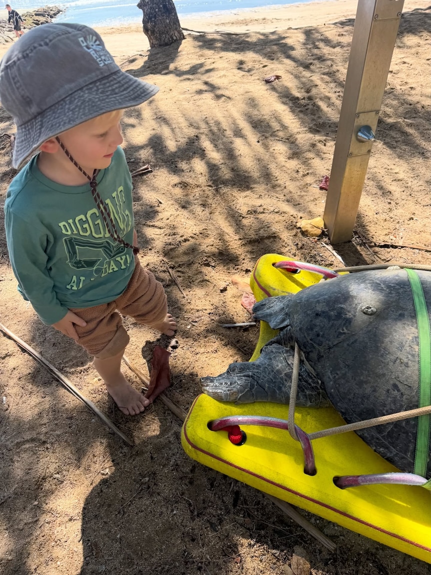 A 3-year-old boy looks at a green sea turtle strapped to a board