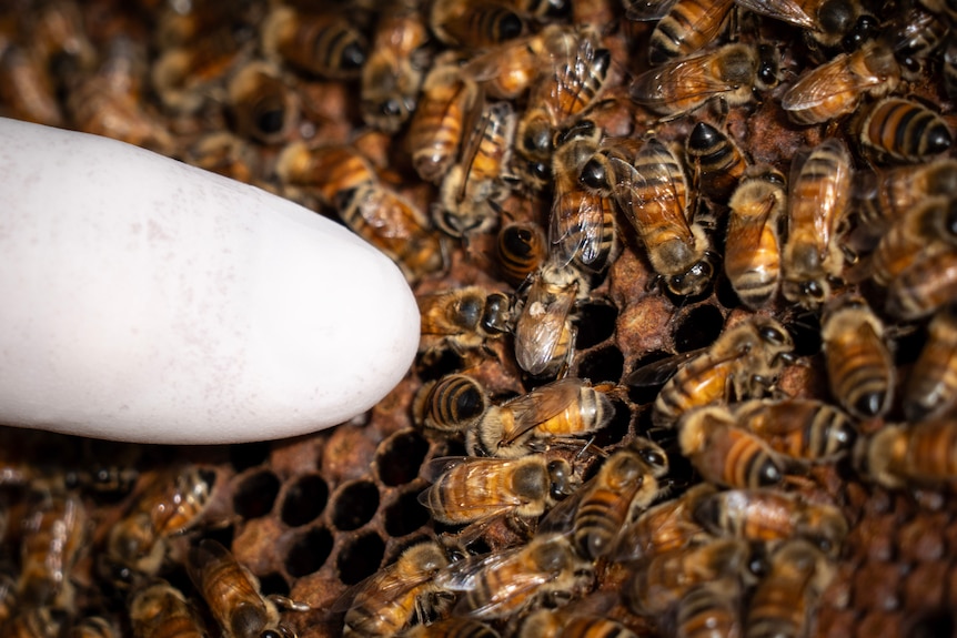 A gloved finger points to a bee which has a small white mite on its back