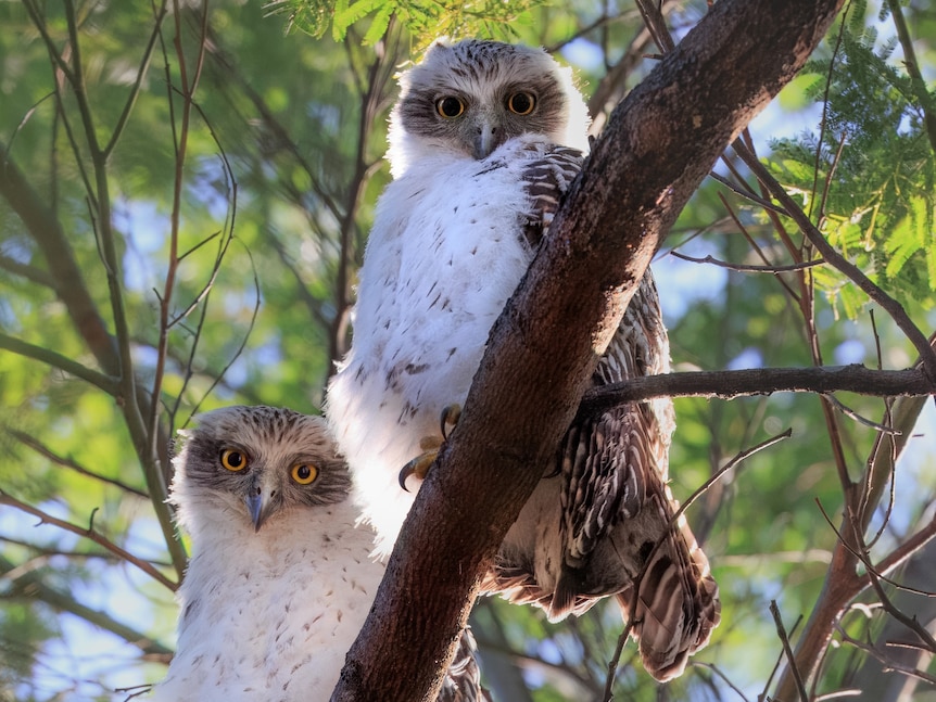 Two fluffy young powerful owl chicks looking at the camera from a tree branch in the daylight.