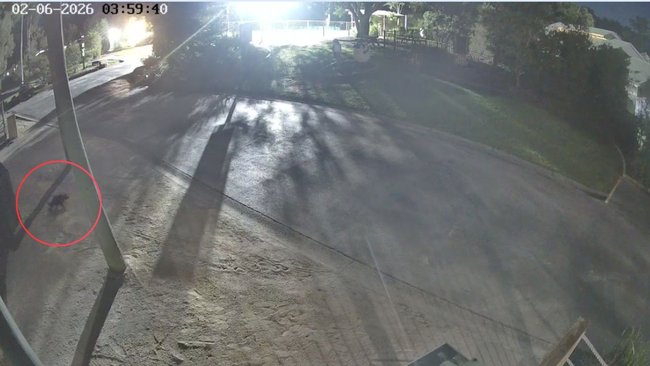 CCTV footage shows endangered Tasmanian devil Mary escaping her enclosure at Paradise Country in the early hours of Tuesday morning.