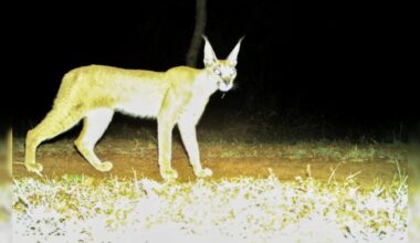 Rare Caracal Spotted In Madhya Pradesh's Kuno National Park After Decades