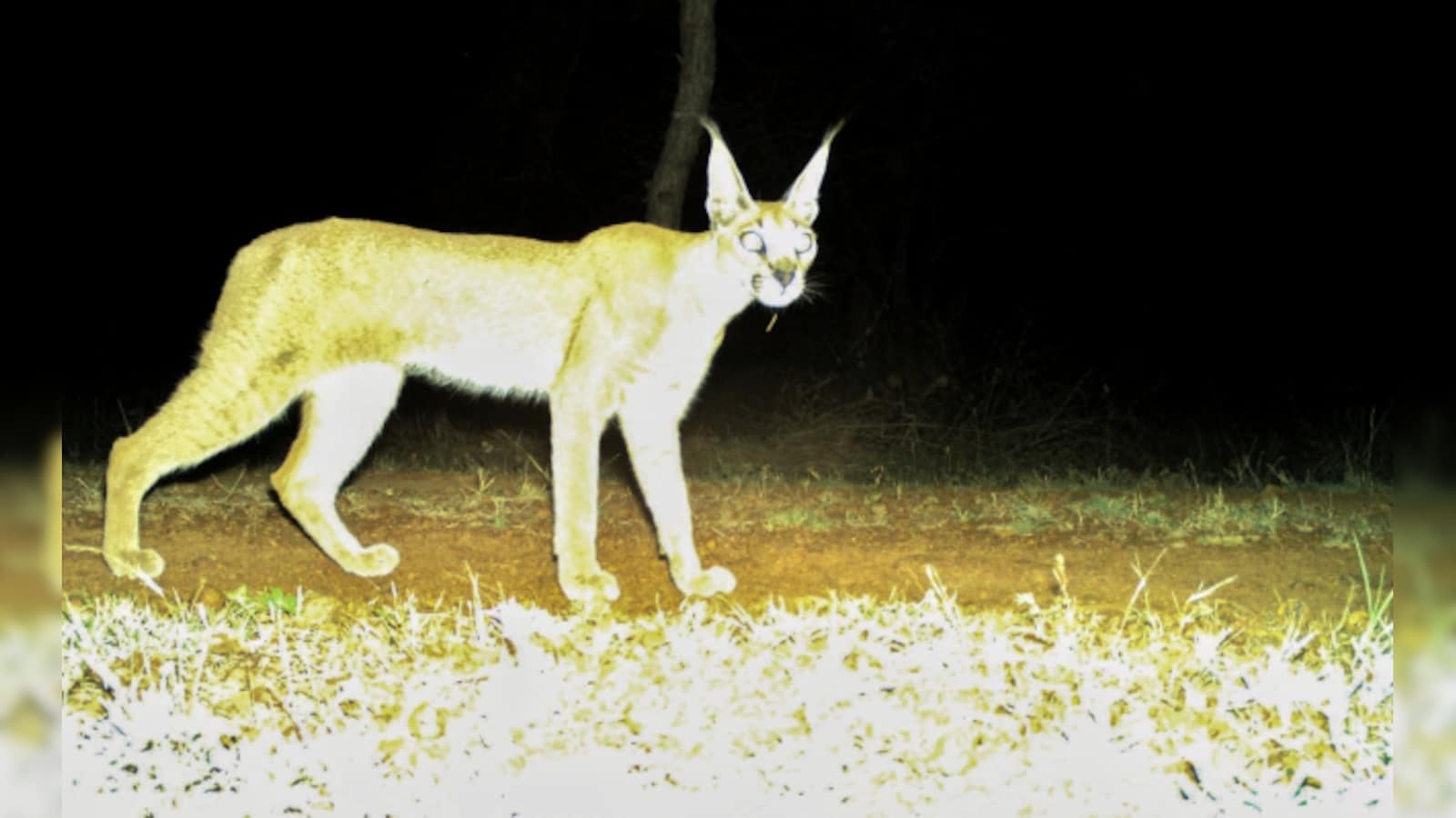 Rare Caracal Spotted In Madhya Pradesh's Kuno National Park After Decades