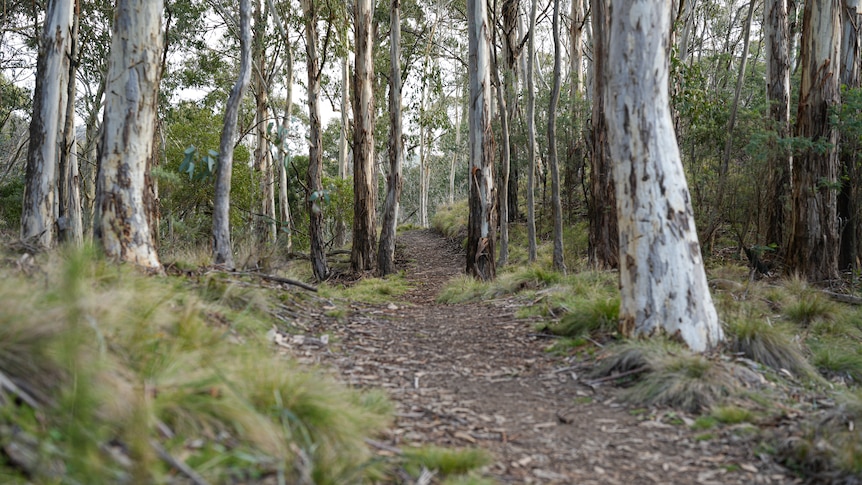 Green overlapping gumtrees with signs in the foreground for bush walking tracks.