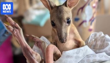 Hitchhiking wallaby returns to north Qld home after 1,000km trip to Charleville