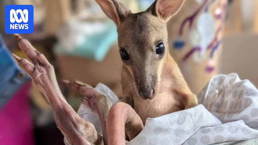 Hitchhiking wallaby returns to north Qld home after 1,000km trip to Charleville