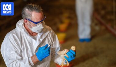 How effective are vaccines at stopping deadly bird flu from spreading?