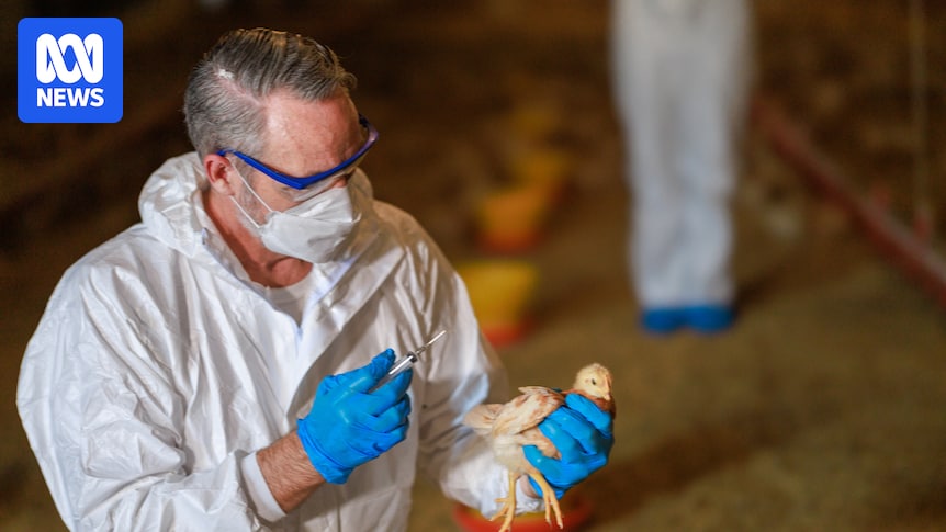 How effective are vaccines at stopping deadly bird flu from spreading?