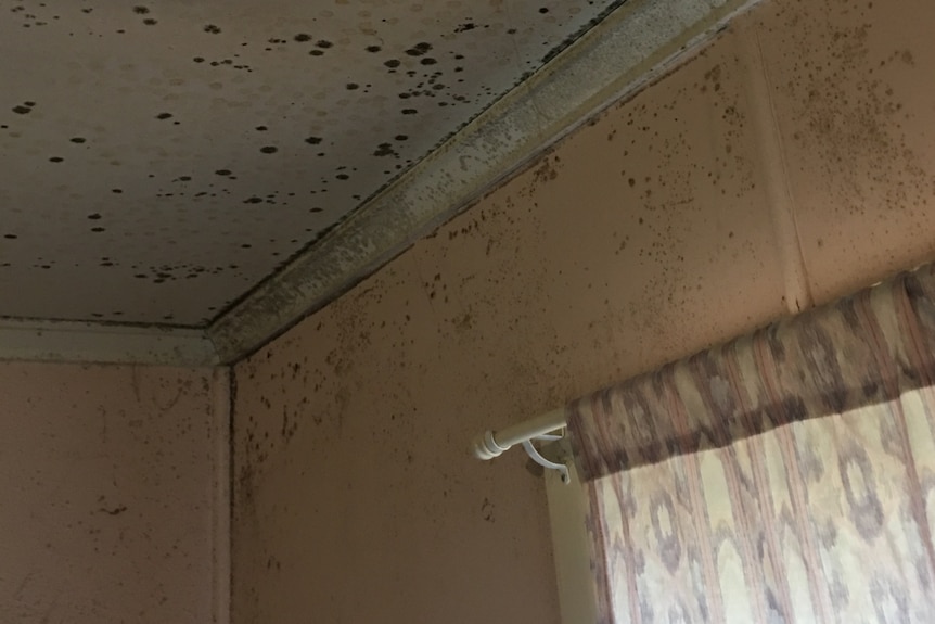 Black-coloured mould on the walls and ceiling of a home.
