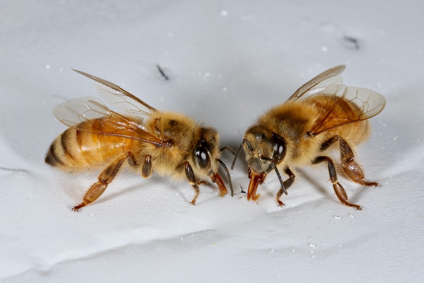 Two bees drinking a solution on a white background.