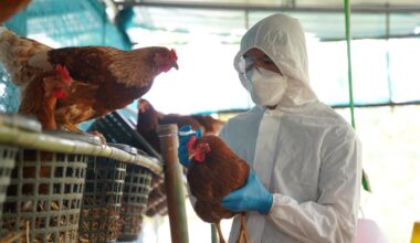 What you need to know about H5 bird flu, including symptoms, after Australia’s first suspected detection in WA