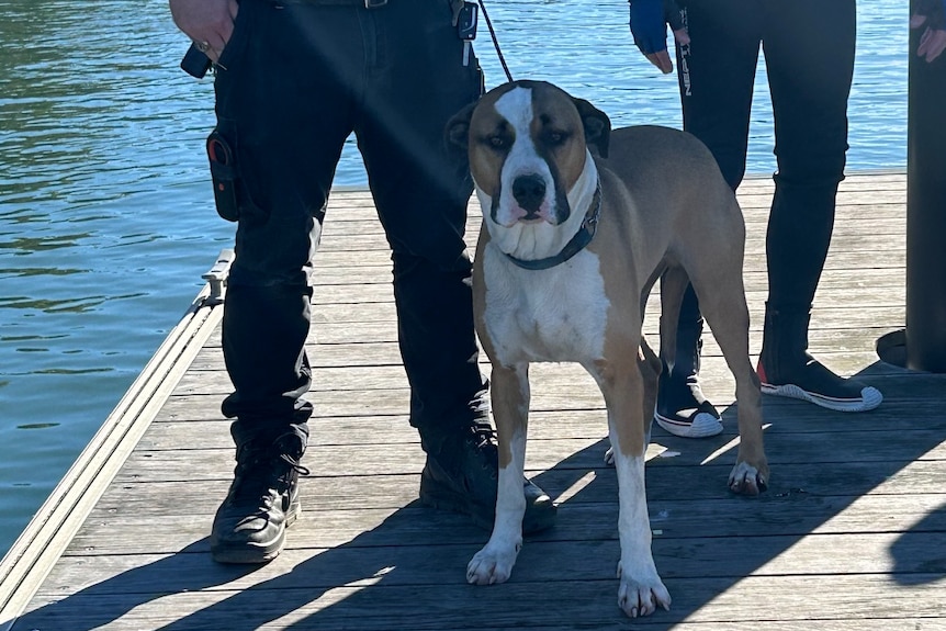 A dog on a leash standing on a jetty, being held by a person.