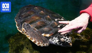 Rescued baby turtles set to embark on 1,400km journey to Ningaloo Reef