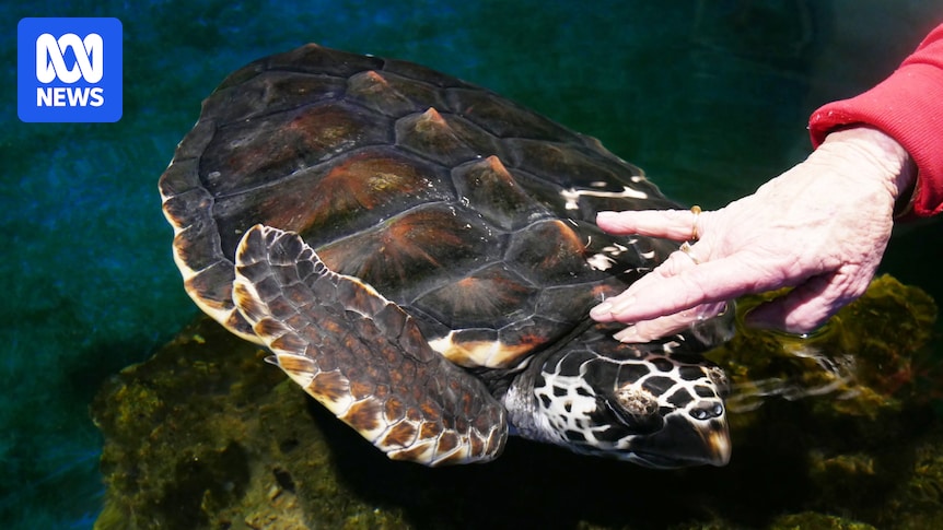 Rescued baby turtles set to embark on 1,400km journey to Ningaloo Reef