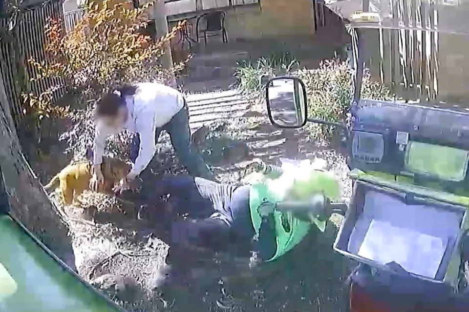A woman holding back a dog as it attacks a postman.