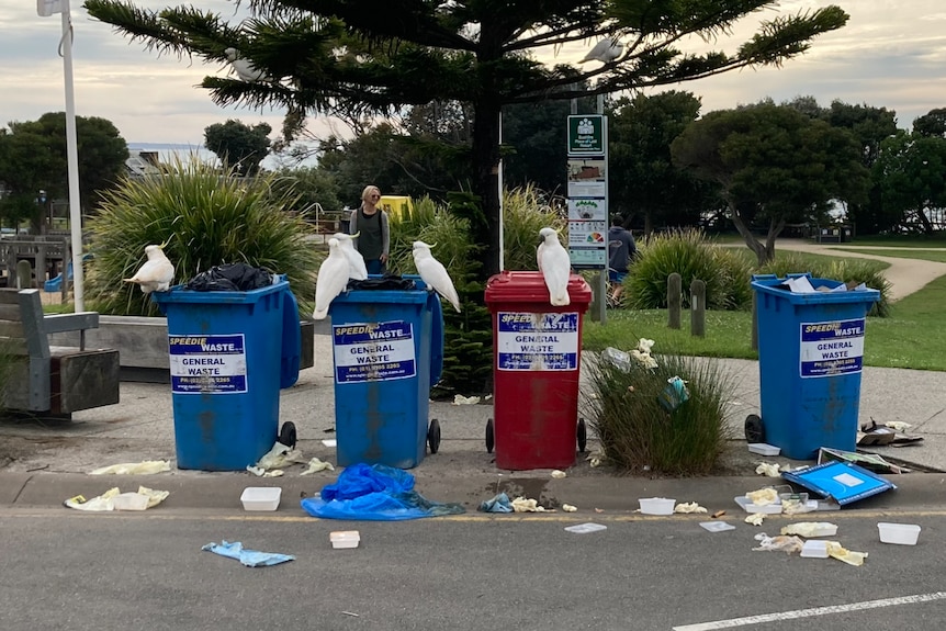 Rubbish is scattered around four open blue and red wheelie bins where cockatoos sit in a car park on a cloudy day.