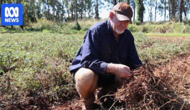 Crumptons' investment gives peanut growers renewed optimism after Bega closure