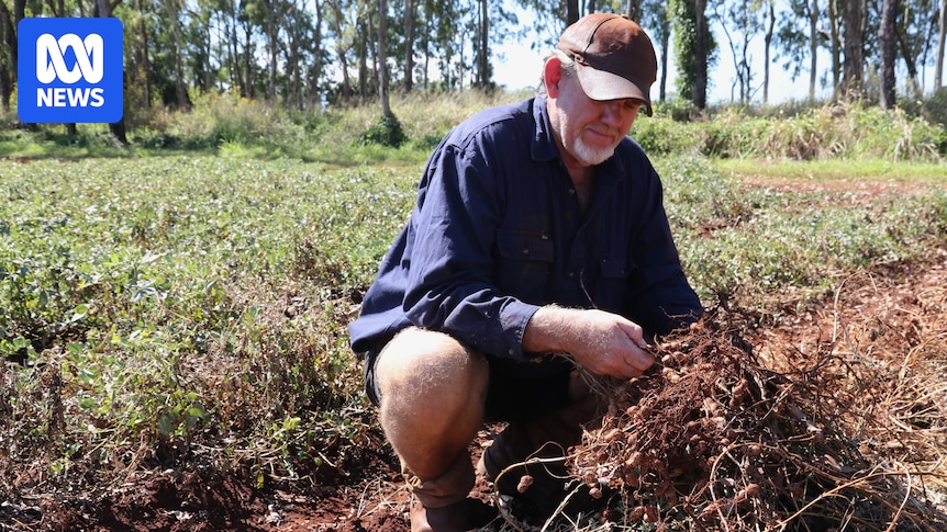 Crumptons' investment gives peanut growers renewed optimism after Bega closure
