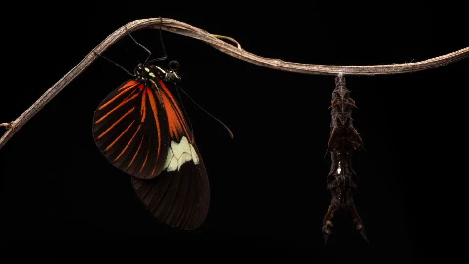 An adult Heliconius erato appears next to a pupa of the same species. - Courtesy Sebastián Mena