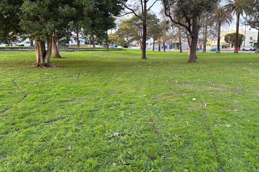 Trail bike marks in a park's grass, trees can be seen in the background.