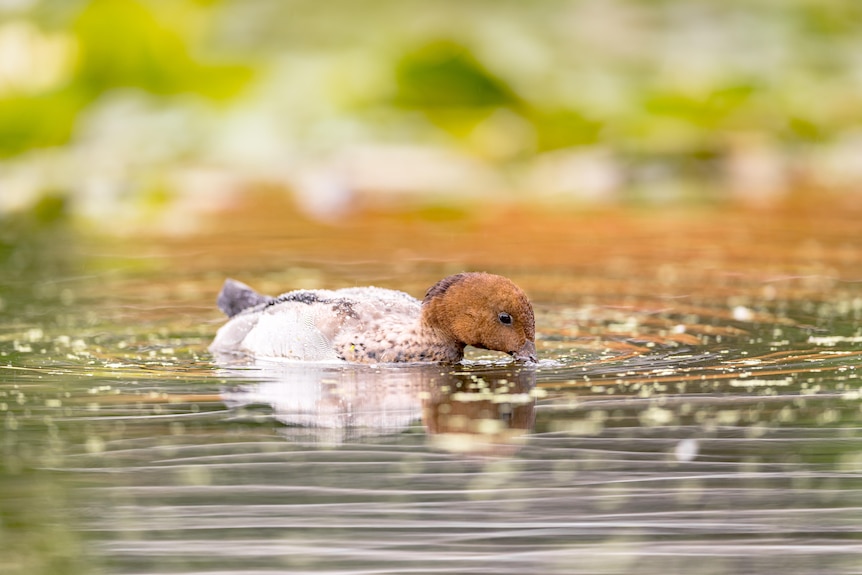 A duck on a lake.